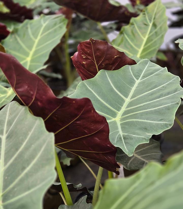Alocasia 'Mayan Mask'
