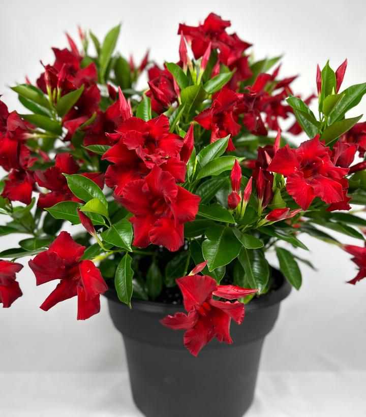 Mandevilla Sundenia® Red Improved