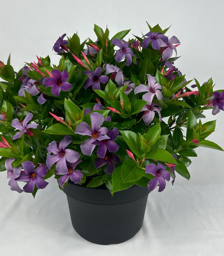 Mandevilla x SUN PARASOL® Original XP Bluephoria™