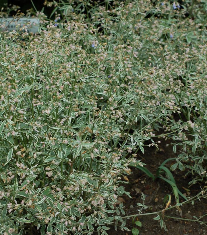 Polemonium 'Touch of Class'