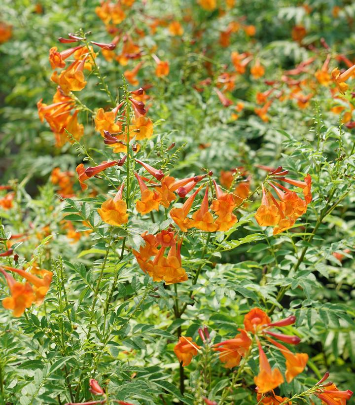 Tecoma x Chicklet&reg; Orange