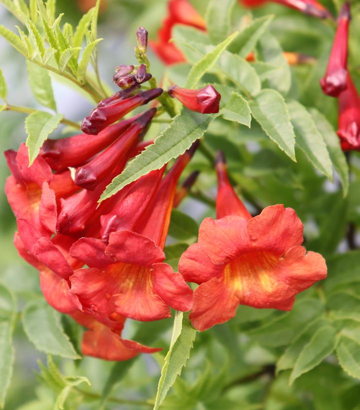 Tecoma x Chicklet&reg; Red