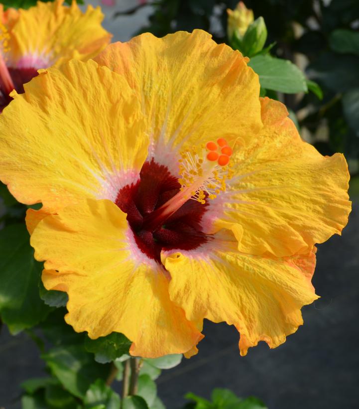 Hibiscus rosa-sinensis Hollywood Hibiscus® Golden Globe™
