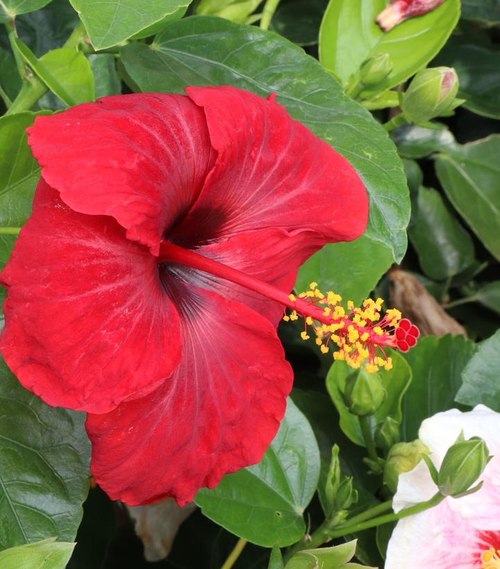 Hibiscus rosa-sinensis Hollywood Hibiscus™ Bloom Bash®