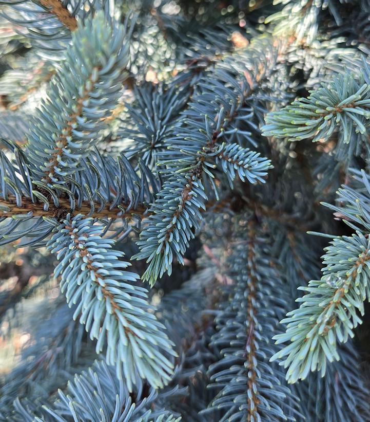 Picea glauca 'Whiskey Blue Hills'