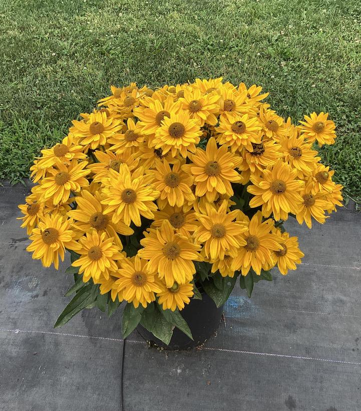 Rudbeckia x Sunbeckia® Emma