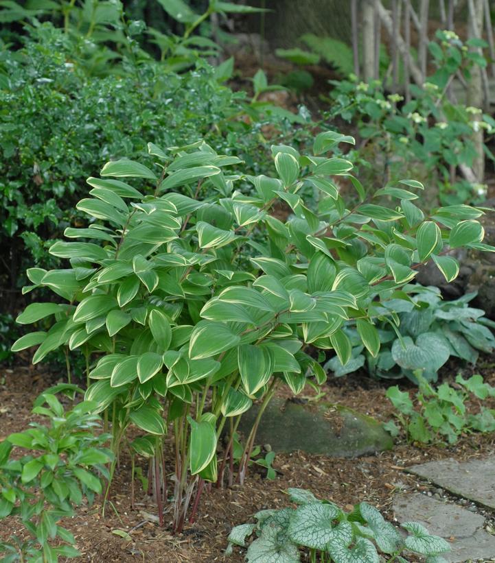 Polygonatum odoratum 'Variegatum'