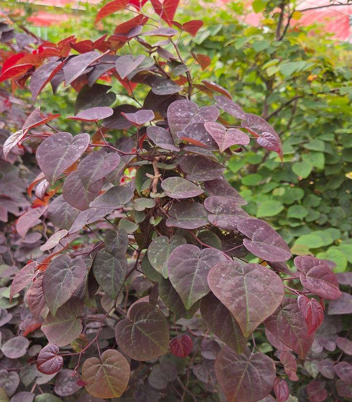 Cercis canadensis Garden Gems® Amethyst