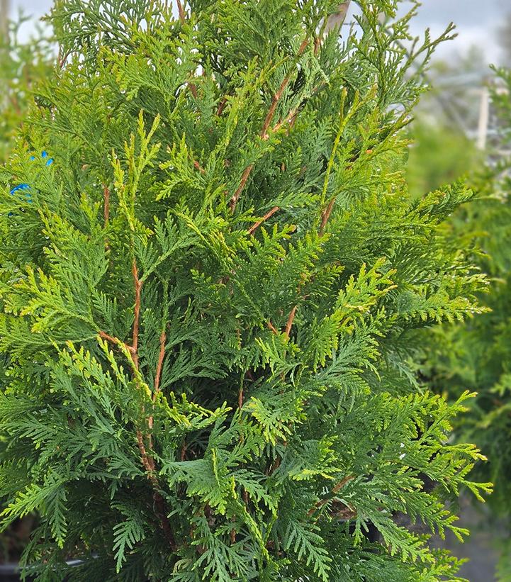 Thuja occidentalis 'Shadowspire'