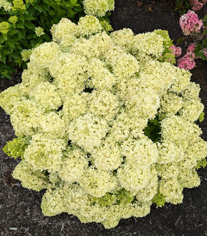 Hydrangea paniculata Bubble Bath™