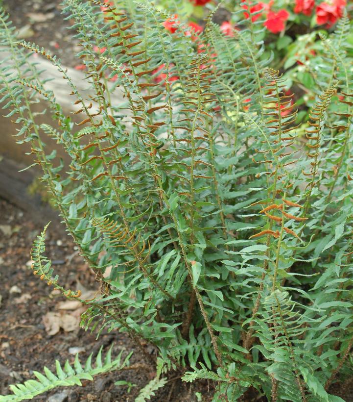 Polystichum acrostichoides 