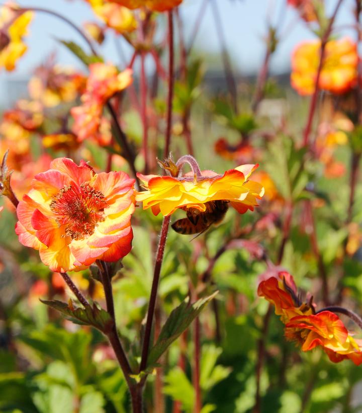 Geum Tempo™ 'Fiesta'