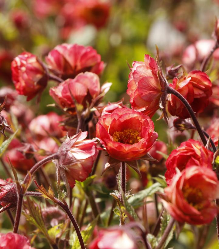 Geum Tempo™ Coral