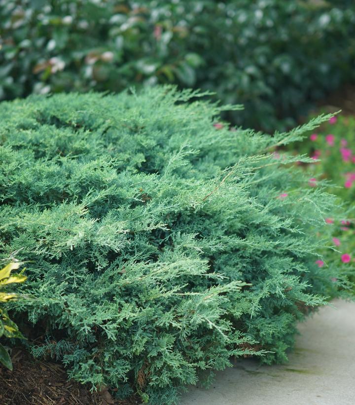 Juniperus chinensis Montana Moss®