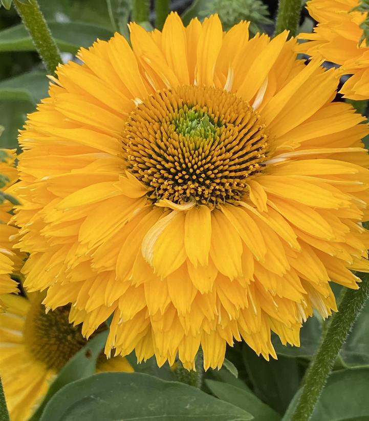 Echinacea x Sunseekers™ Golden Sun