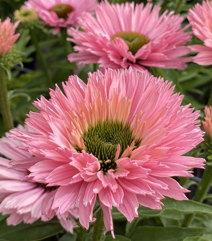 Echinacea x Sunseekers™ Salmon