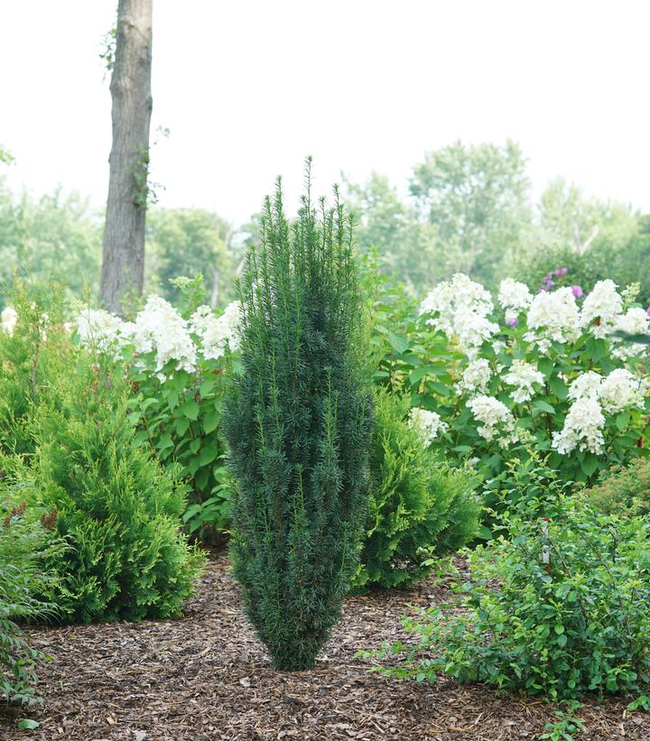 Taxus x media Stonehenge Skinny®