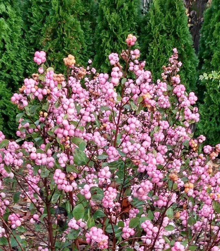 Symphoricarpos doorenbosii Pink Posy™