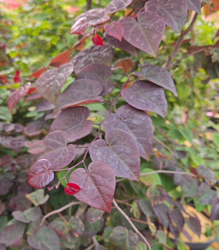 Cercis canadensis Garden Gems® 'Amethyst Falls'