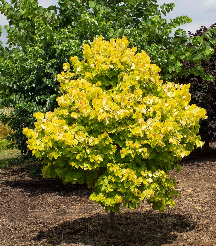 Cercis canadensis Garden Gems® Citrine