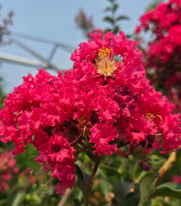 Lagerstroemia indica 'Tuscarora'