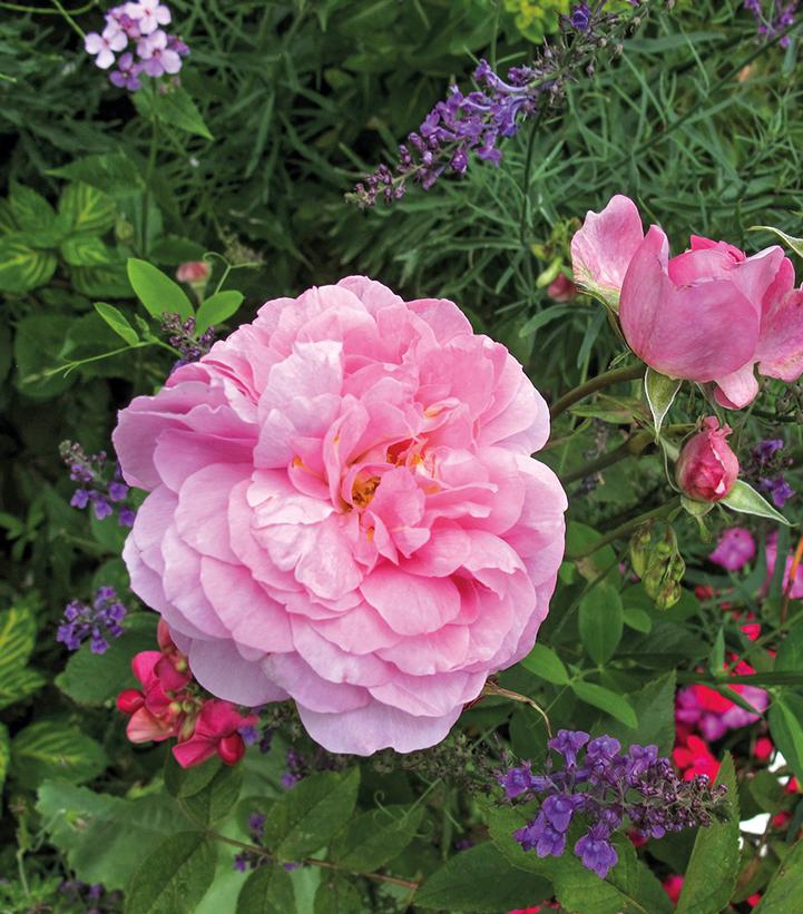 Rosa The Mayflower®