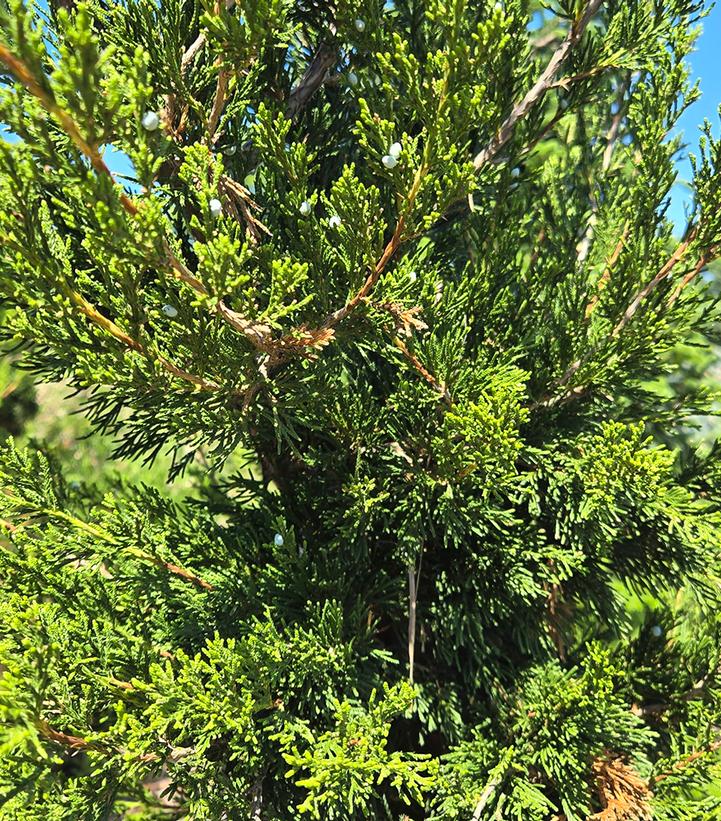 Juniperus virginiana 'Canaertii'