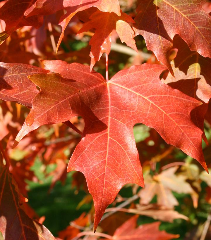 Acer saccharum 'John Pair'