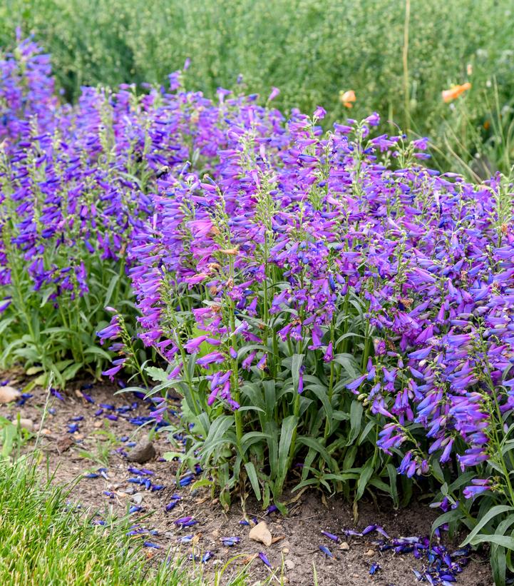 Penstemon barbatus Bejeweled® 'Lavender Sapphires'