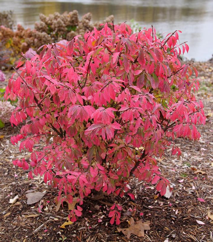 Euonymus alatus Fire Ball Seedless®