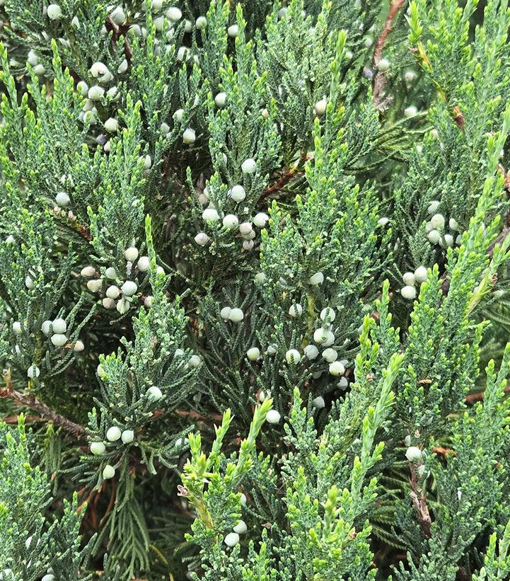 Juniperus virginiana 'Idyllwild'