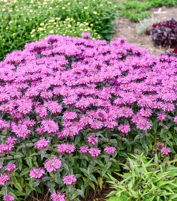Monarda Upscale® 'Lavender Taffeta'