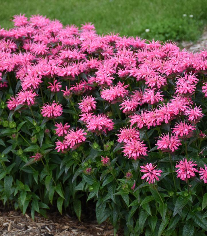 Monarda Upscale® 'Pink Chenille'