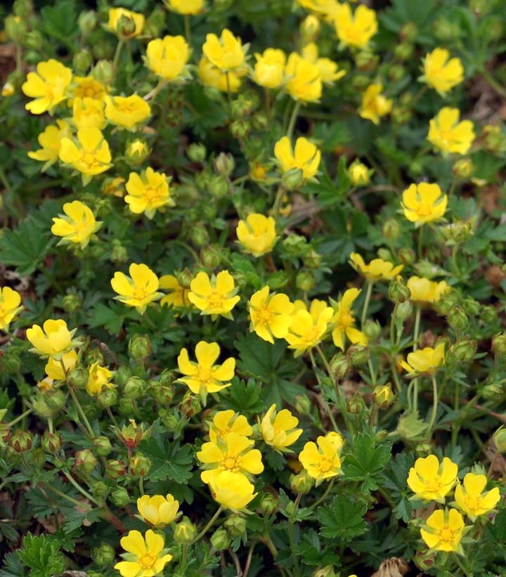 Potentilla verna Nana