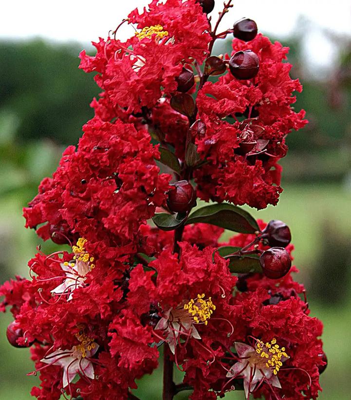 Lagerstroemia indica 'Dynamite'
