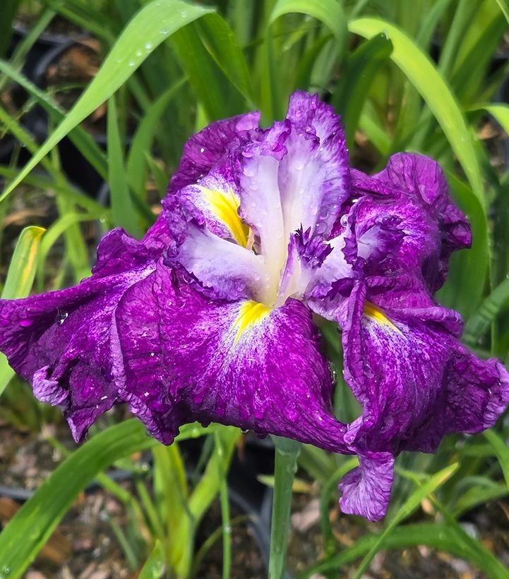 Iris ensata Harlequinesque