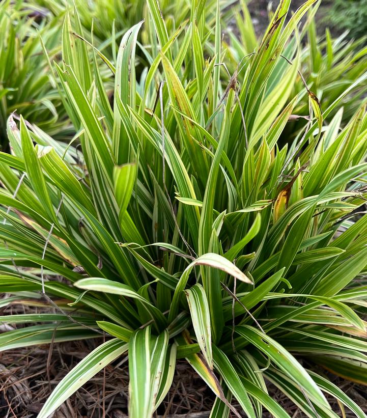 Carex laxiculmis 'Noble Native