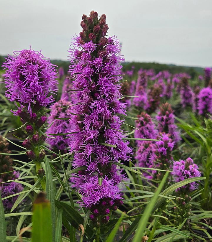 Liatris spicata 'Cobalus'