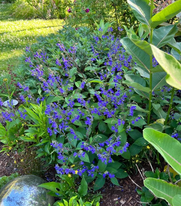 Scutellaria x 'Bumblebee Blues'