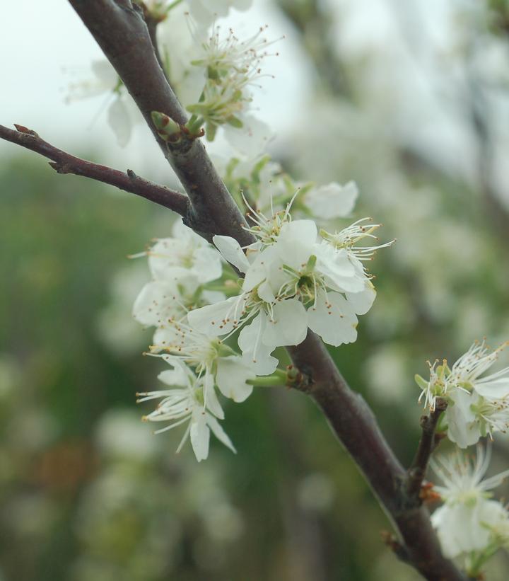 Prunus maritima 