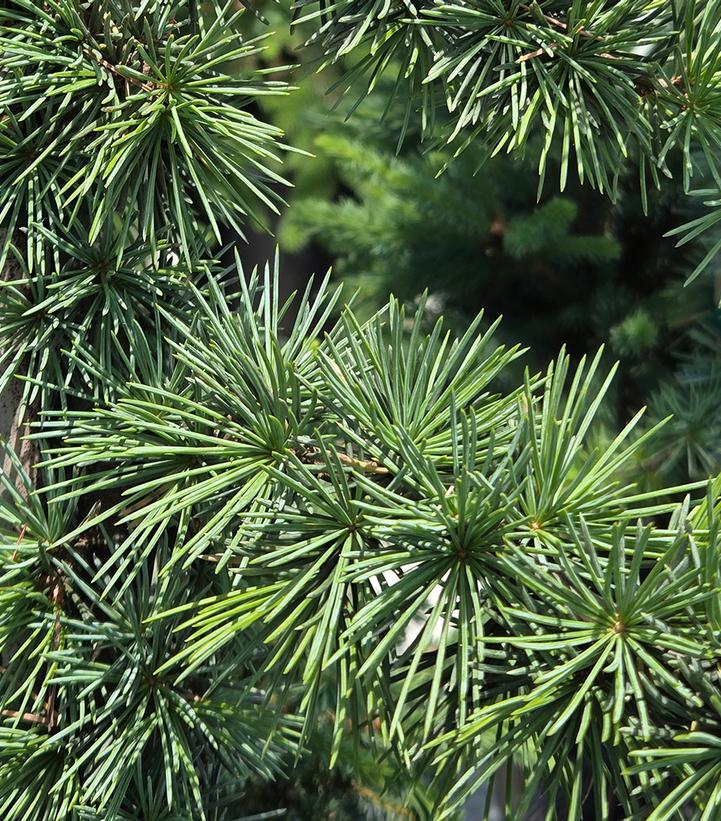 Cedrus atlantica 'Granny Louise'