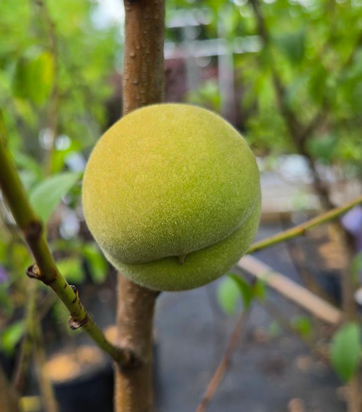 Prunus persica 'Tropic Snow'