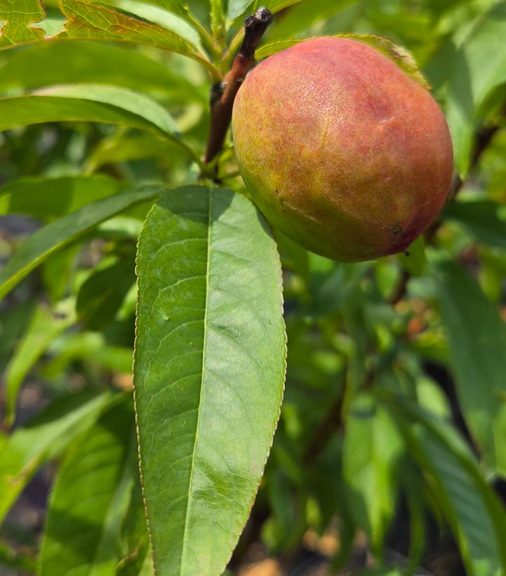 Prunus persica 'June Princess'