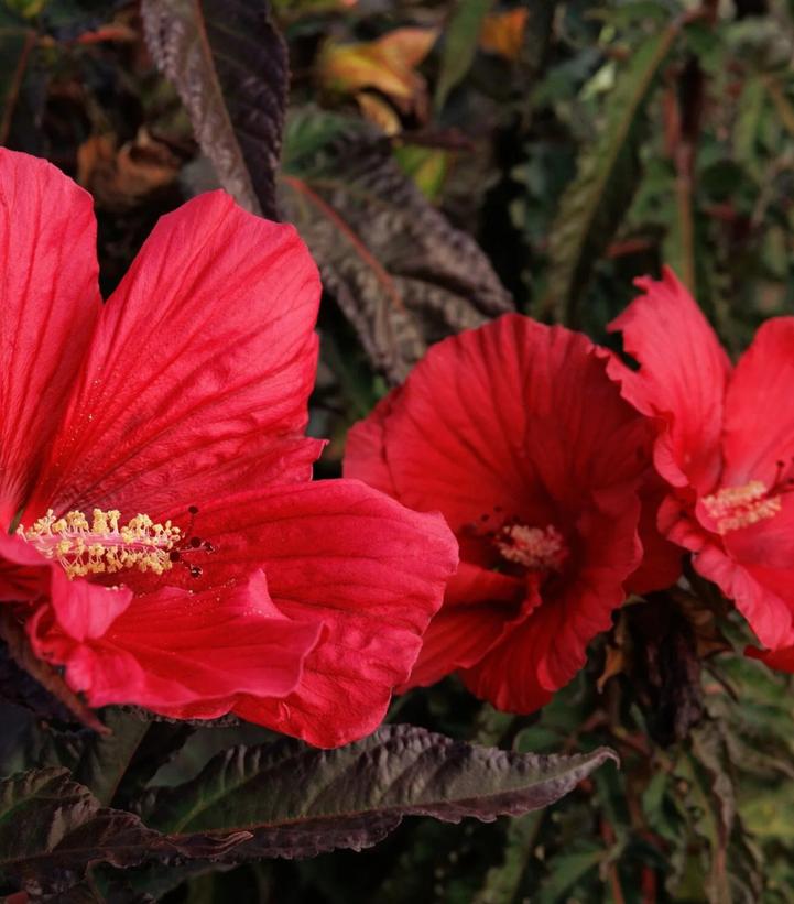 Hibiscus moscheutos 'Morello'