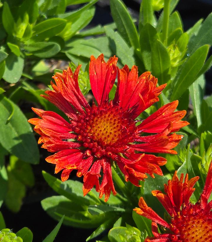 Gaillardia aristata SpinTop® 'Mariachi Red'