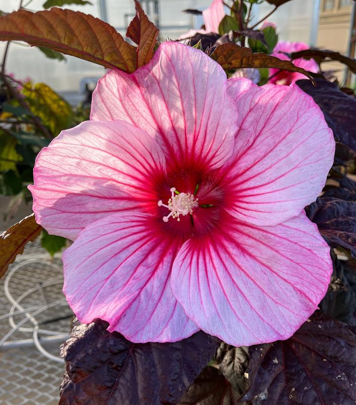 Hibiscus moscheutos 'Rosita'