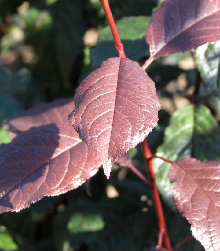 Prunus cerasifera Crimson Pointe™