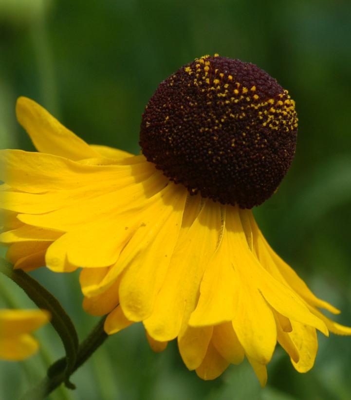 Helenium flexuosum 