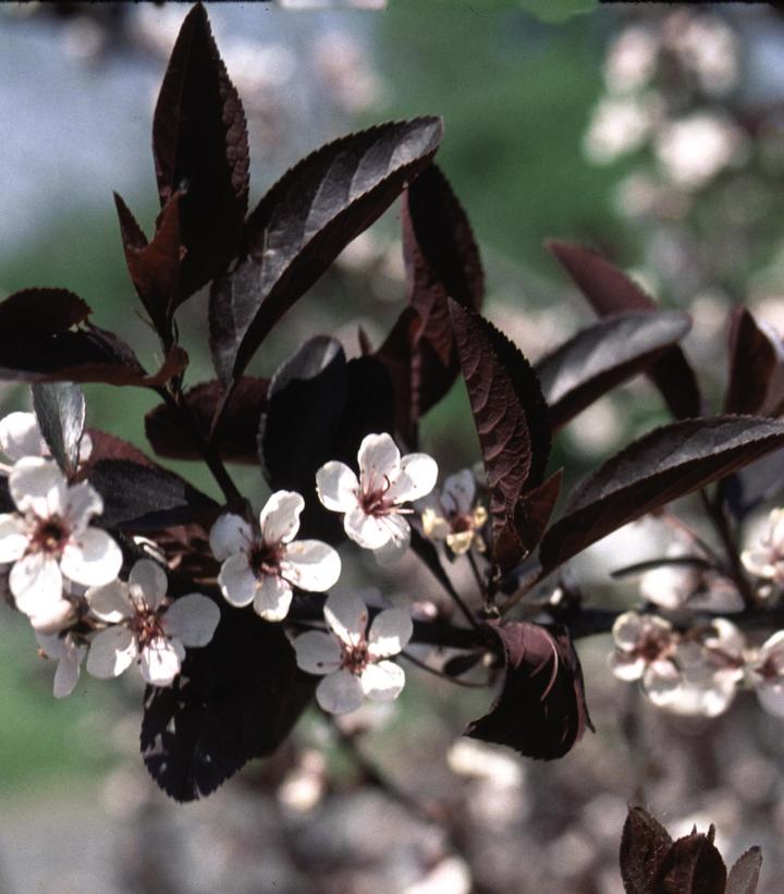 Prunus x cistena Purpleleaf Sandcherry from Dietrich Gardens