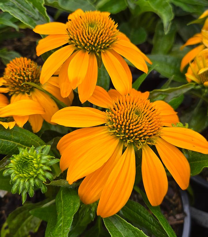Echinacea Guatemala™ 'Gold'